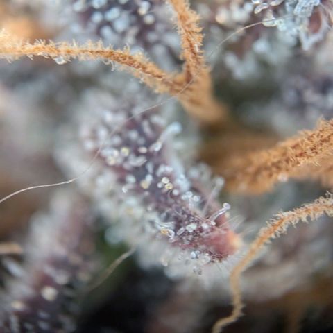 North Thunderfuck growlog timeline photo