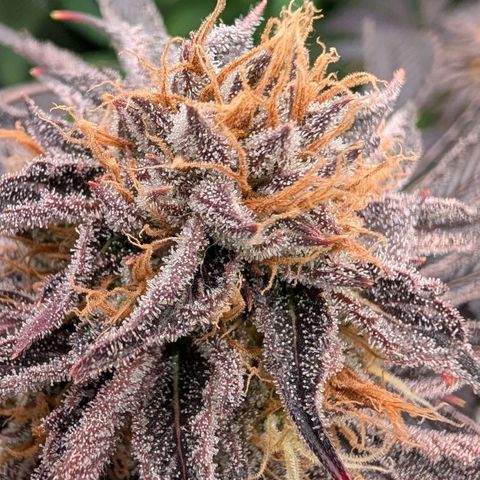 North Thunderfuck growlog timeline photo