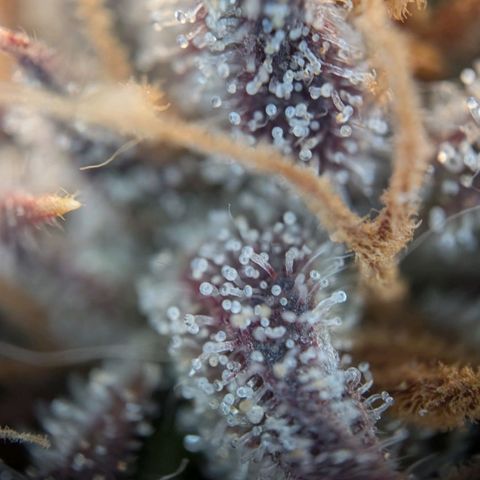 North Thunderfuck growlog timeline photo