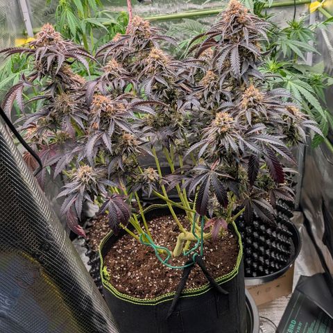 North Thunderfuck growlog timeline photo