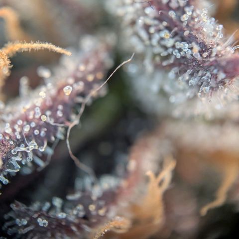 North Thunderfuck growlog timeline photo