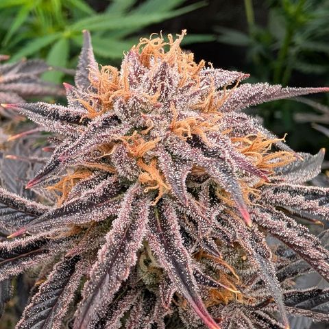 North Thunderfuck growlog timeline photo