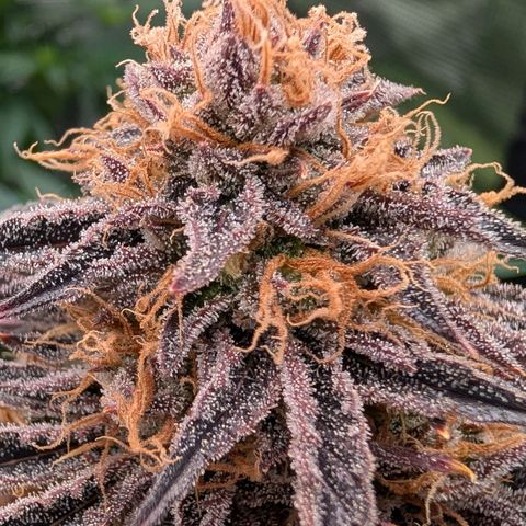 North Thunderfuck growlog timeline photo