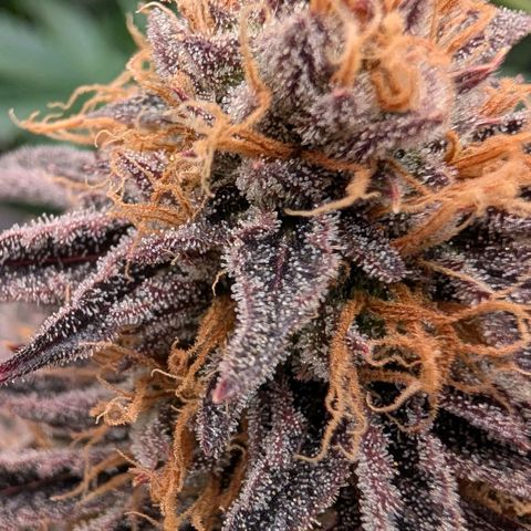 North Thunderfuck growlog timeline photo