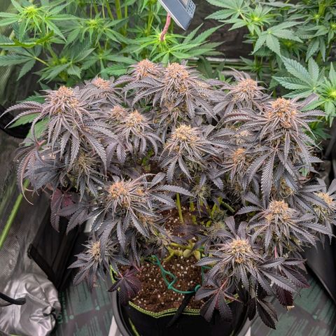 North Thunderfuck growlog timeline photo