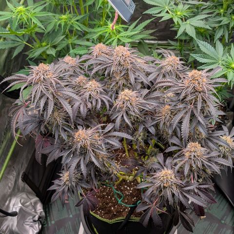 North Thunderfuck growlog timeline photo