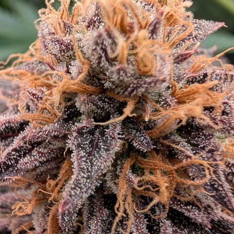 North Thunderfuck growlog timeline photo