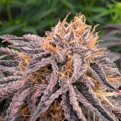 North Thunderfuck growlog timeline photo