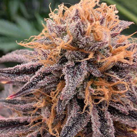 North Thunderfuck growlog timeline photo