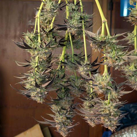 North Thunderfuck growlog timeline photo