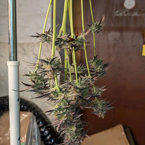 North Thunderfuck growlog timeline photo