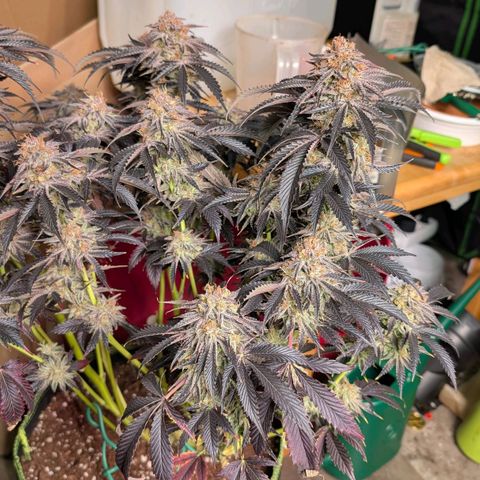 North Thunderfuck growlog timeline photo