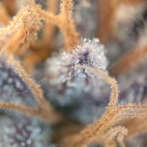 North Thunderfuck growlog timeline photo