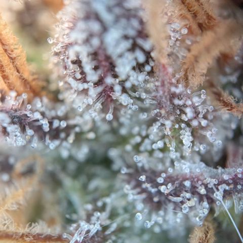 North Thunderfuck growlog timeline photo