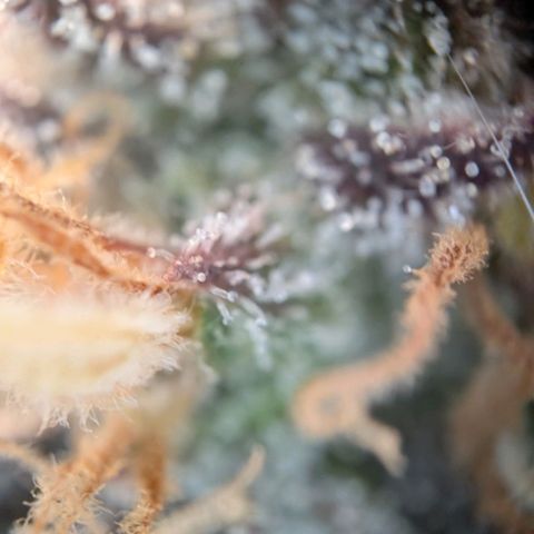 North Thunderfuck growlog timeline photo