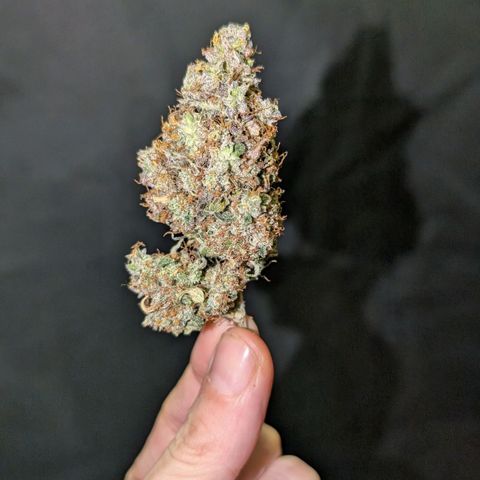 Northern Gaint growlog timeline photo