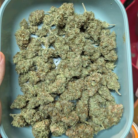 Northern Gaint growlog timeline photo