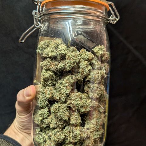 Northern Gaint growlog timeline photo