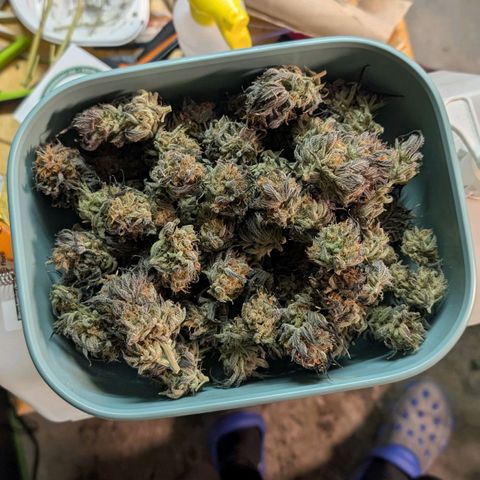 North Thunderfuck growlog timeline photo