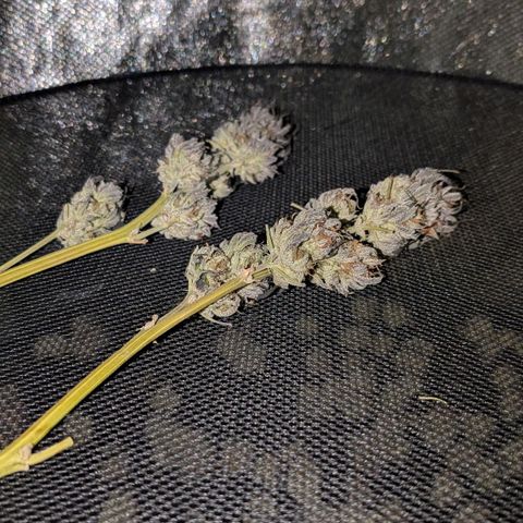 North Thunderfuck growlog timeline photo