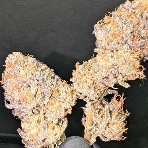 North Thunderfuck growlog timeline photo