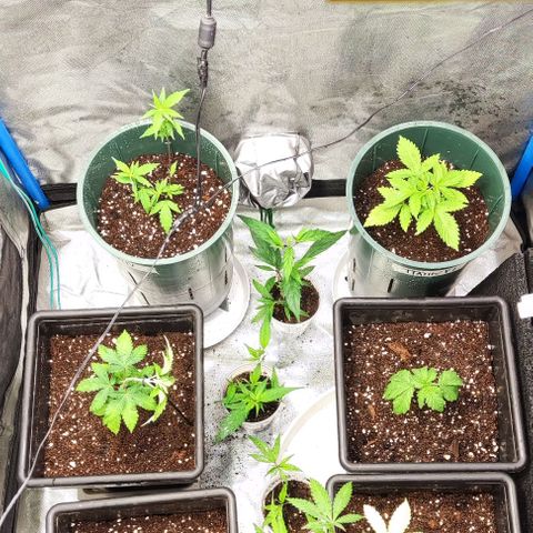 Moby-D growlog timeline photo