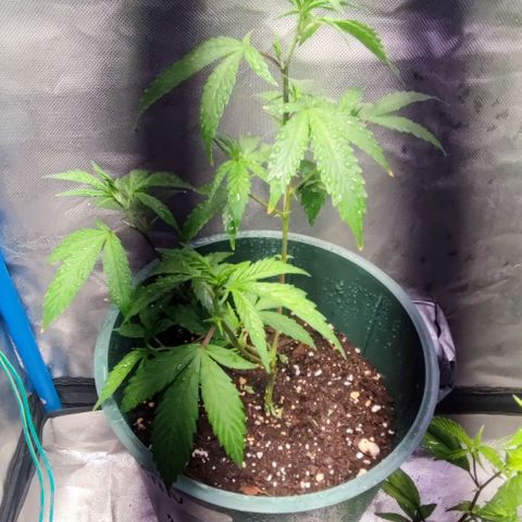 Moby-D growlog timeline photo