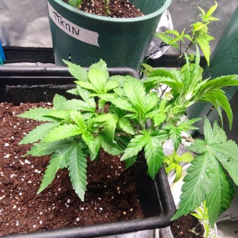 Moby-D growlog timeline photo