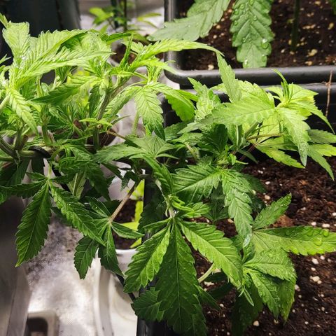 Moby-D growlog timeline photo