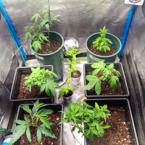 Moby-D growlog timeline photo