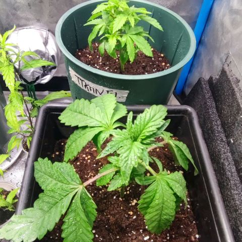 Moby-D growlog timeline photo