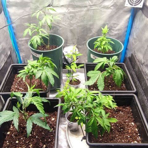 Moby-D growlog timeline photo