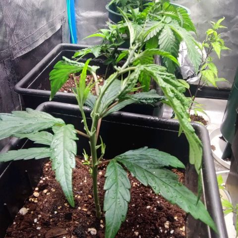 Moby-D growlog timeline photo