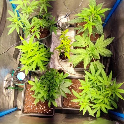Moby-D growlog timeline photo