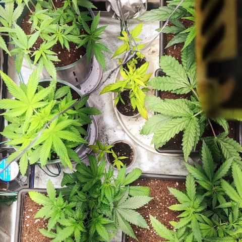 Moby-D growlog timeline photo