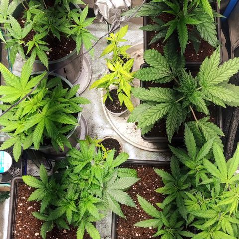 Moby-D growlog timeline photo