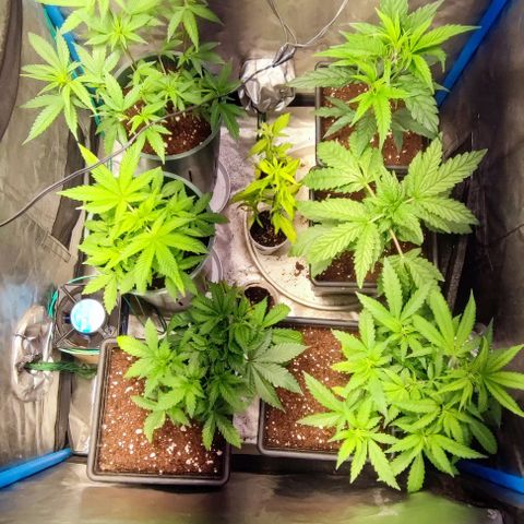 Moby-D growlog timeline photo
