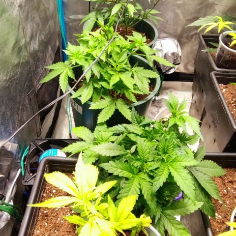 Moby-D growlog photo: Pequeña defoliacion de gg y ttkm f1, mínima en gloriosa y md