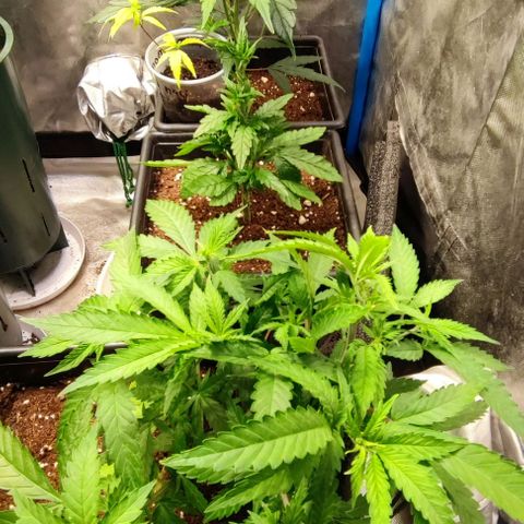 Moby-D growlog photo: Pequeña defoliacion de gg y ttkm f1, mínima en gloriosa y md