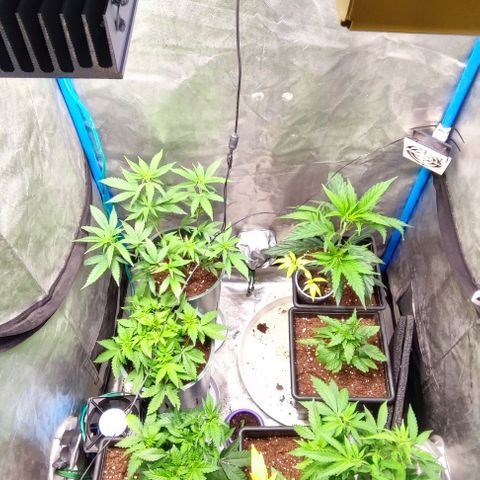 Moby-D growlog photo: Pequeña defoliacion de gg y ttkm f1, mínima en gloriosa y md