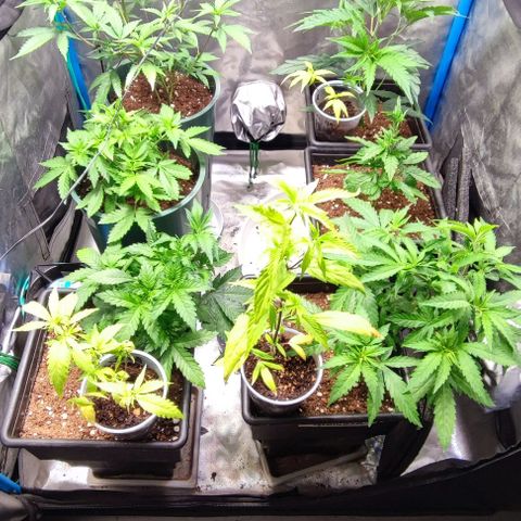 Moby-D growlog photo: Pequeña defoliacion de gg y ttkm f1, mínima en gloriosa y md