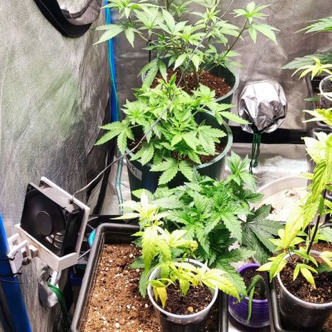 Moby-D growlog photo: Pequeña defoliacion de gg y ttkm f1, mínima en gloriosa y md