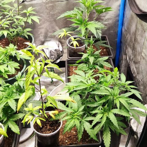Moby-D growlog photo: Pequeña defoliacion de gg y ttkm f1, mínima en gloriosa y md