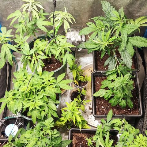 Moby-D growlog timeline photo