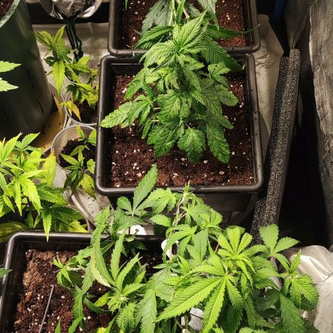 Moby-D growlog timeline photo