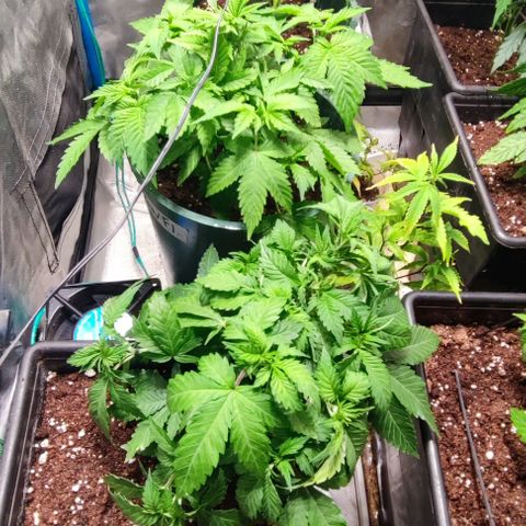 Moby-D growlog timeline photo