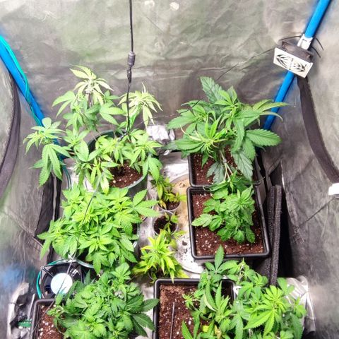 Moby-D growlog timeline photo