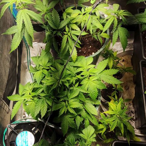 Moby-D growlog timeline photo