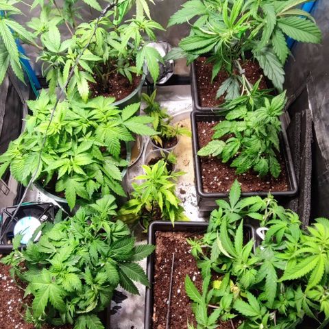 Moby-D growlog timeline photo
