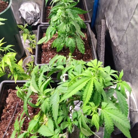 Moby-D growlog timeline photo